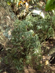Asplenium haurakiense