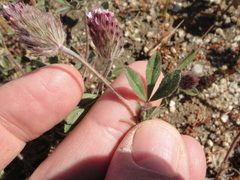 Trifolium albopurpureum
