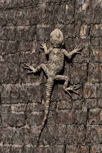 Roughtail Rock Agama, photo 8 of 10