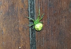 Araneus unanimus