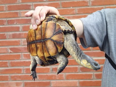 Acanthochelys macrocephala