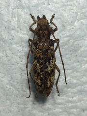 Monochamus marmorator