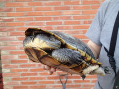 Acanthochelys macrocephala