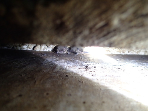 Myotis nigricans