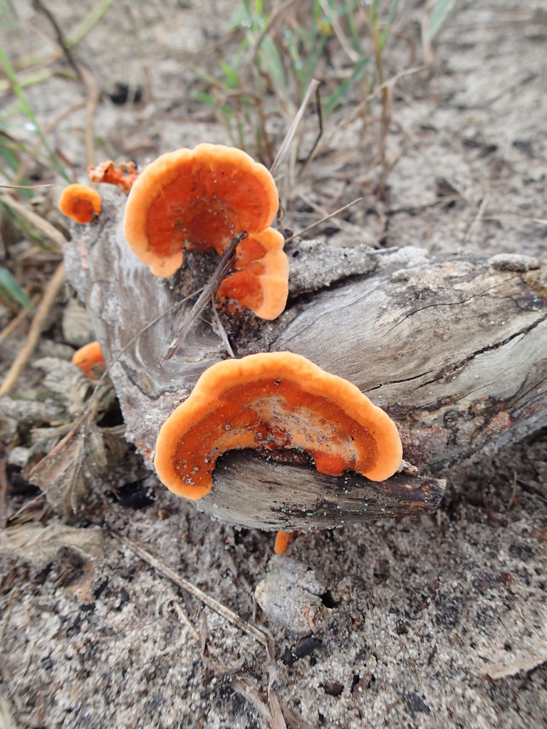 Trametes sanguinea · April 2015 · photo: © rob21 (iNaturalist, cc-by)