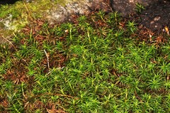 Polytrichum pallidisetum