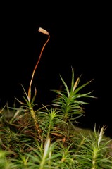 Polytrichum pallidisetum