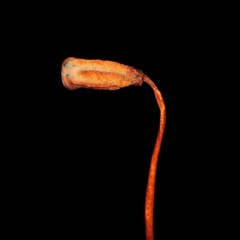 Polytrichum pallidisetum