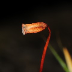 Polytrichum pallidisetum