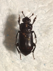 Nicrophorus pustulatus