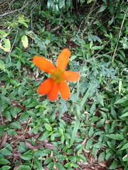 Bidens hassleriana