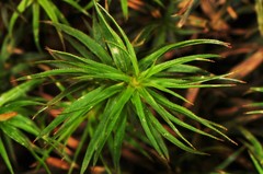 Polytrichum pallidisetum