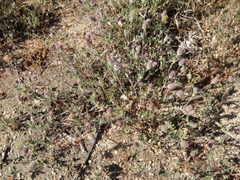 Trifolium albopurpureum