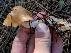 Rhodocollybia butyracea image