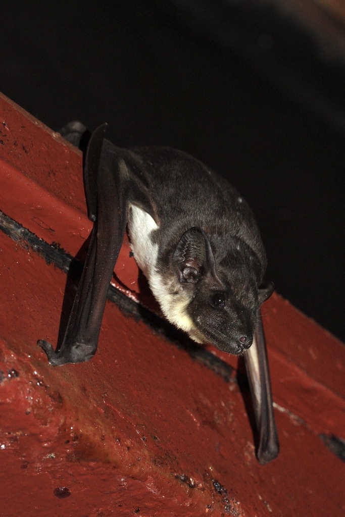 Naked-Rumped Pouched Bat