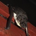 Bare-rumped Pouched Bat - Photo (c) littlebrownskink, some rights reserved (CC BY-NC)
