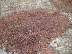 Acaena saccaticupula
