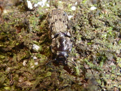 Phanodesta nigrosparsa