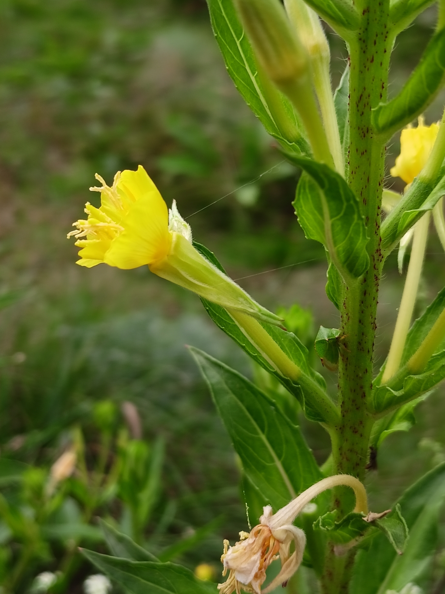 Oenothera oakesiana