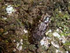 Phanodesta nigrosparsa