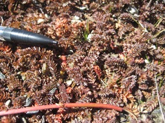 Acaena saccaticupula