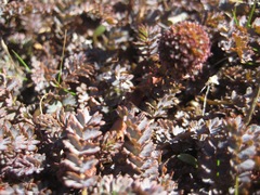 Acaena saccaticupula