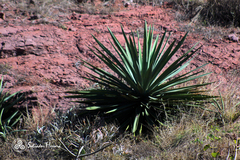 Agave rhodacantha