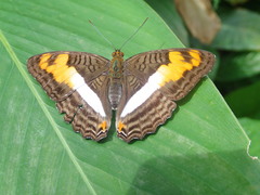 Adelpha thesprotia