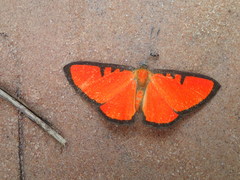 Mesene phareus