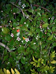 Cotoneaster dammeri