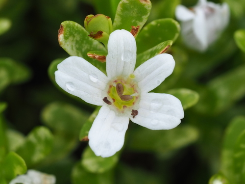 Bacopa