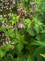 Geranium endressii