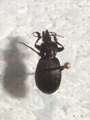 Sphaeroderus stenostomus