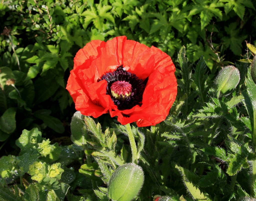 Pseudo-oriental Poppy