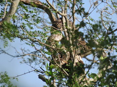 Boa constrictor occidentalis