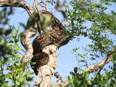 Boa constrictor occidentalis