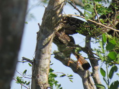 Boa constrictor occidentalis