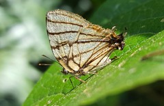 Arawacus meliboeus