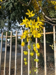 Cassia fistula