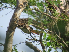 Boa constrictor occidentalis