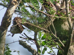 Boa constrictor occidentalis