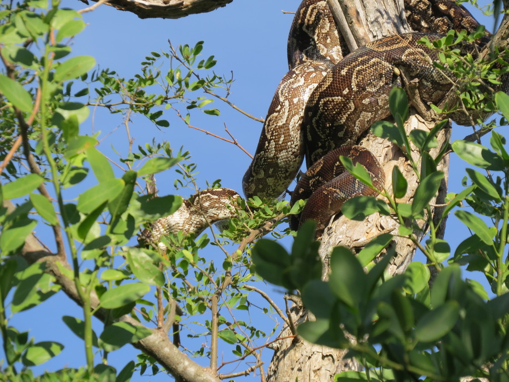 Argentine Boa