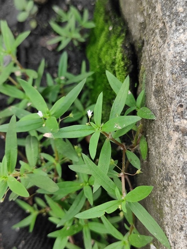 Oldenlandia corymbosa iNat (3)