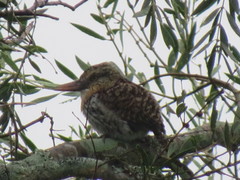 Nystalus maculatus