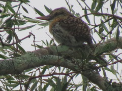 Nystalus maculatus