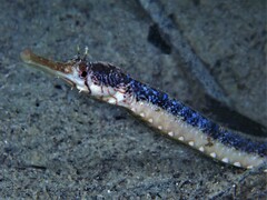 Tentacled Pipefish photo 2