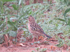 Coryphistera alaudina