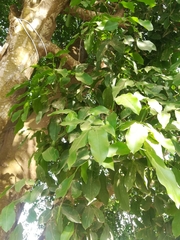 Magnoliopsida