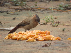 Pseudoseisura lophotes