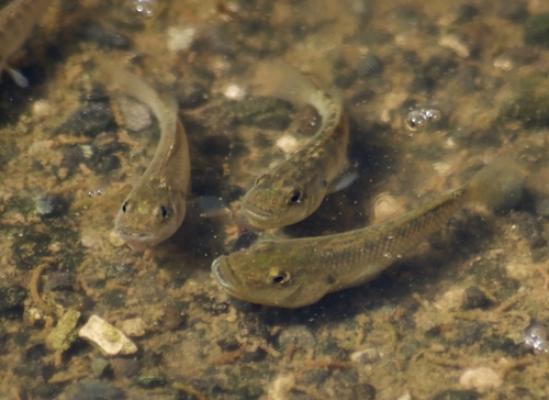 Lake Magadi tilapia (Alcolapia grahami) — Cichlidae — 3